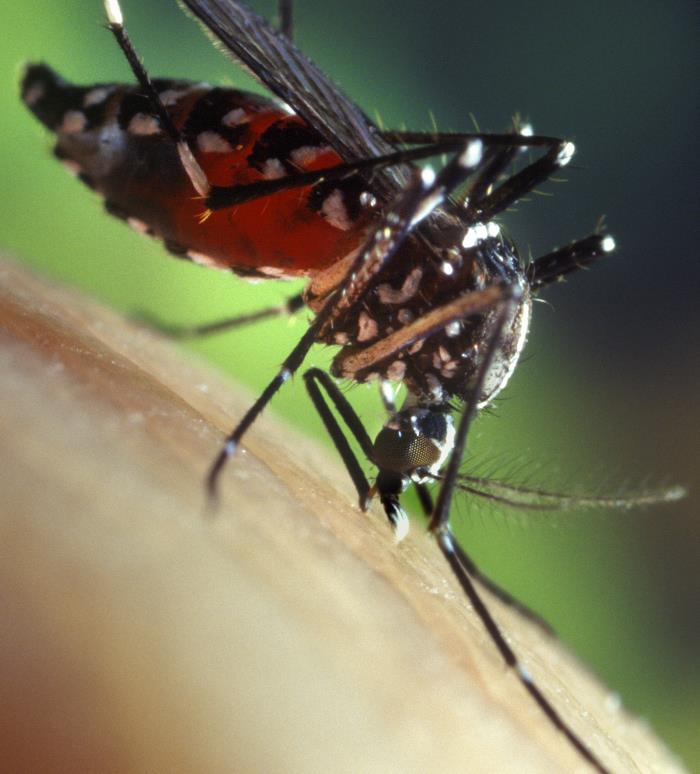 Photographie réelle d’une femelle Aedes albopictus prenant un repas de sang sur la peau