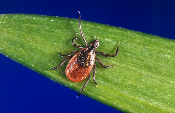 Photographie r&eacute;elle d&rsquo;une tique femelle Ixodes scapularis vue de dos